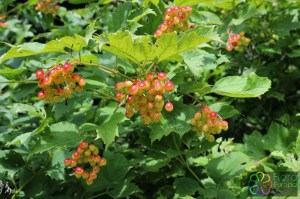 sorbus torminalis. (2)2